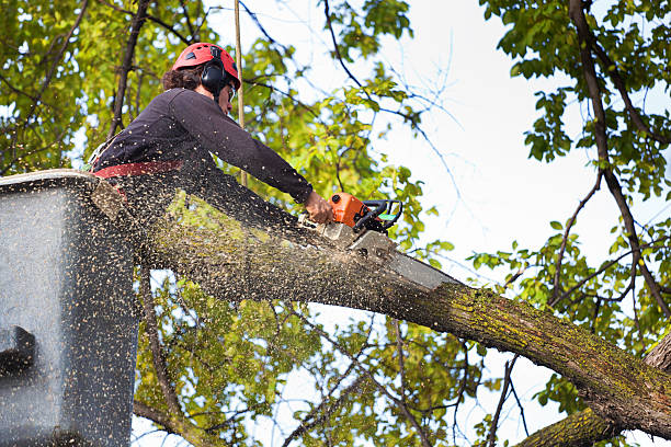 Best Tree Disease Treatment  in USA